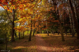 Autumn in the park / ***