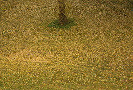 Gelbe Blätter / ***