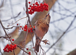 thrush / ***