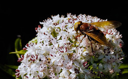 A bee on a flower / ***