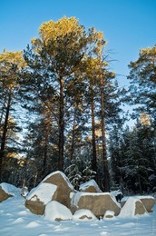 Morning in the forest / ***