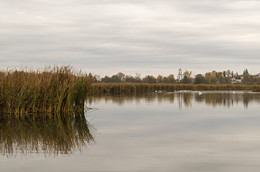 Old pond / ***
