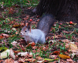 Squirrel / ***