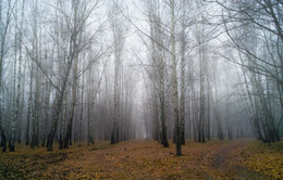 November fog / ***