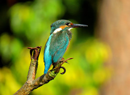 Zimrodok / KINGFISHER