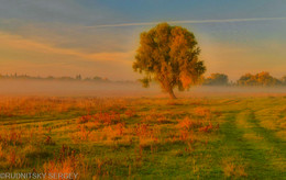 Foggy morning / ***