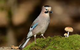 Jay / ***