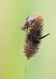 Tropfensammler / Fliege im Morgentau