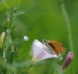 Leafhoppers / ***