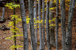 Autumn forest / ***