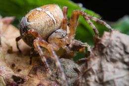 spider / ***