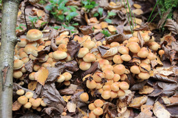 Mushrooms / ***
