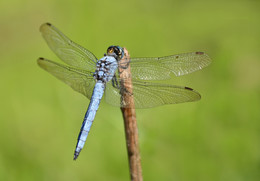 Dragonfly / ***