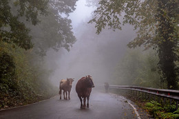 there behind fogs / ***