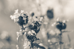 thorns / ***