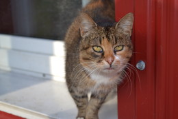 Die Augen der Katze / ***