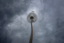 Above only sky / ***