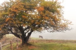Foggy morning / ***