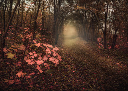 Straße zum Herbst / ***