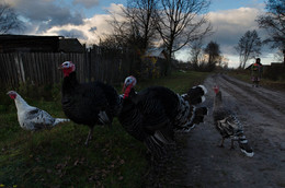 Pastorale / ***
