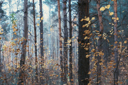 November / ***