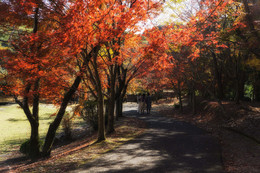 Autumn / sony a6000 Japan .Kagoshima