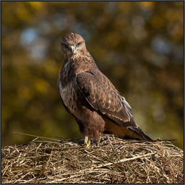 Bussard / .....