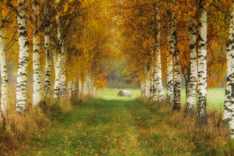 autumn birch alley / birch alley way to the old house