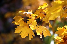 Fall Leaves / ***