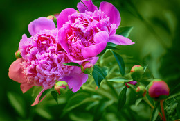 Peonies / ---