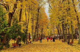 gold autumn / ***