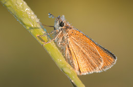Leafhoppers / ***
