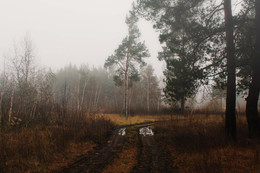 Der Weg in den Wald / ***