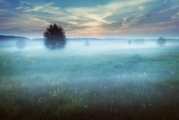 Foggy morning / ***