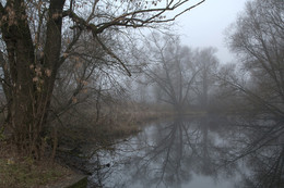 Foggy morning / ***