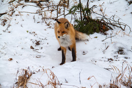 Fox / ***