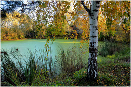 Tranquil wood / ***