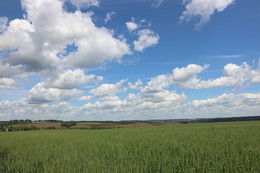 In the field / ***