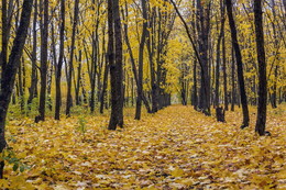 Autumn alley / ***
