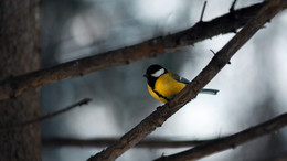 Big Tit / ...