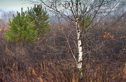 Rainy autumn ... / Nikon D7000
