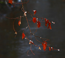 Last autumn leaves / ***