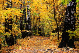 Herbstpfad. / ***