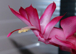 Decembrist / ***