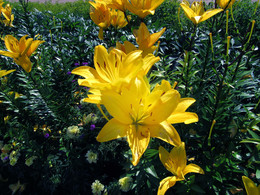 Yellow flowers / ***