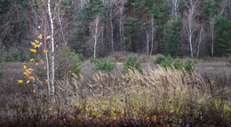 late autumn ... / Nikon D7000