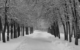 The snowdrift / ***