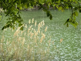 Summer rain / ***