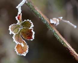 Winter lace / ***