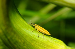 yellow / ***